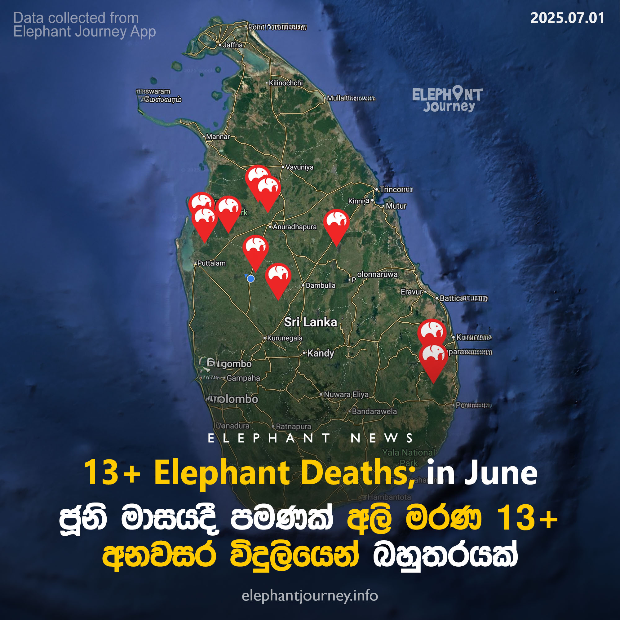 13 Elephants Died in June 2025 – 5 Due to Illegal Electric Fencing