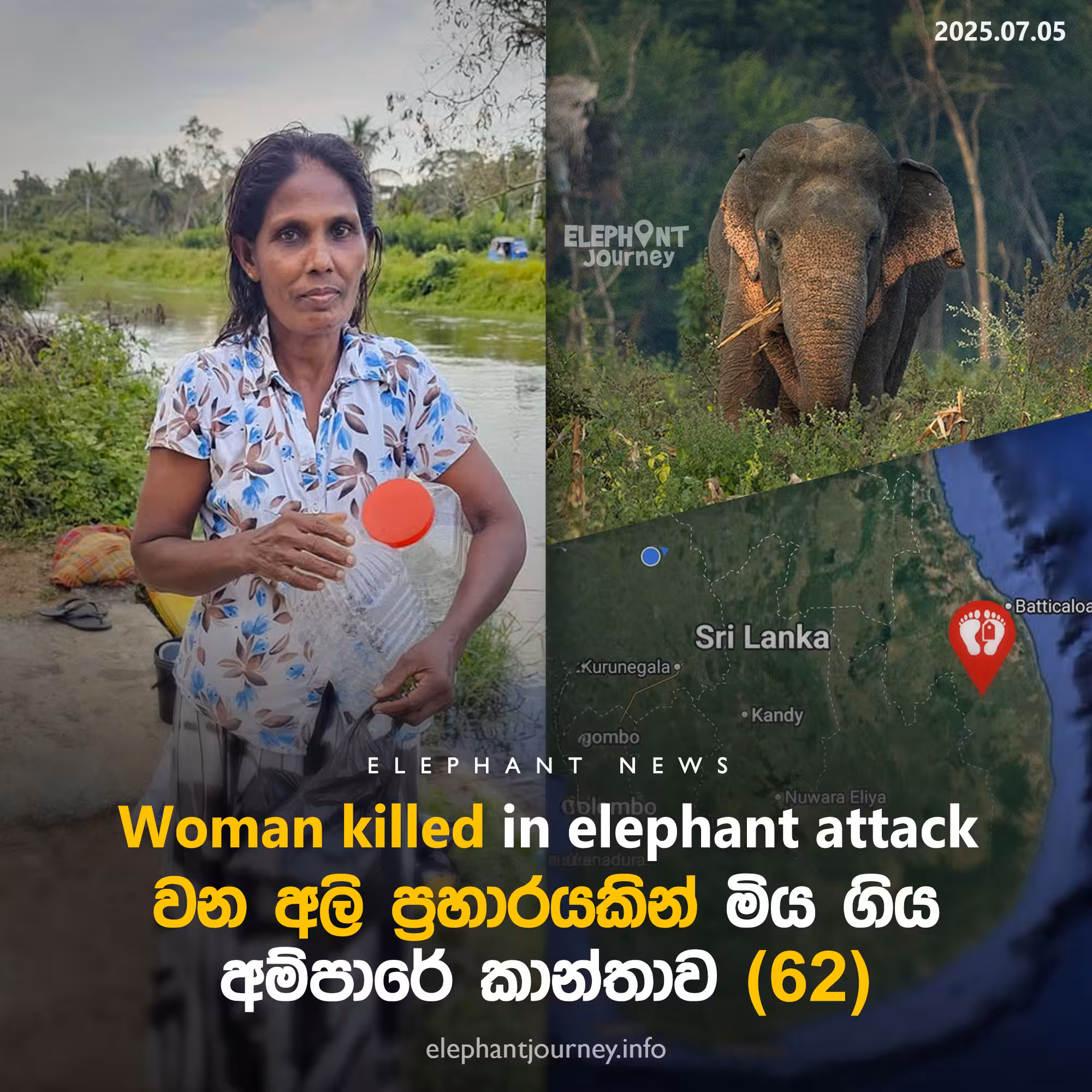 Woman killed in elephant attack in Ampara