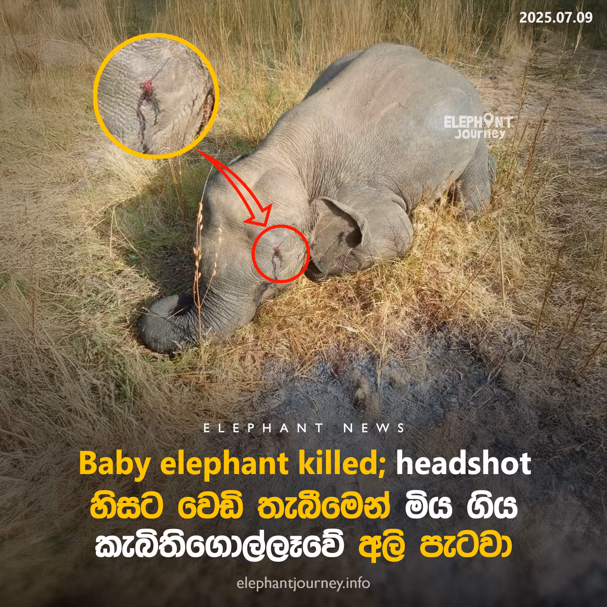 හිසට වෙඩි තැබීමෙන් අද මිය ගිය කැබිතිගොල්ලෑවේ අලි පැටවා‼