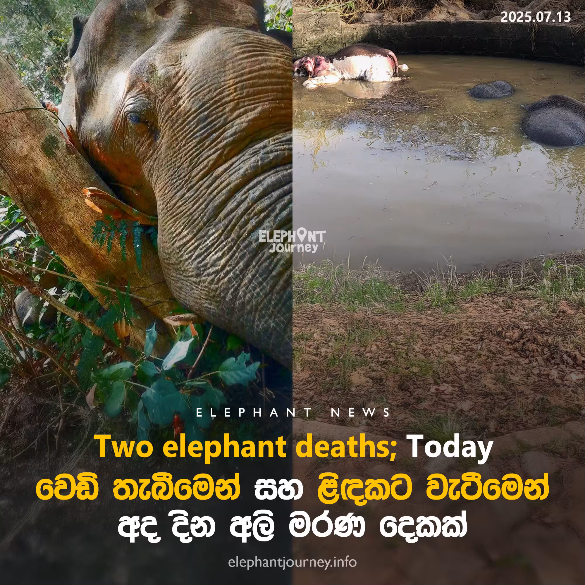 වෙඩි තැබීමෙන් සහ ළිඳකට වැටීමෙන් අද දින අලි මරණ දෙකක්
