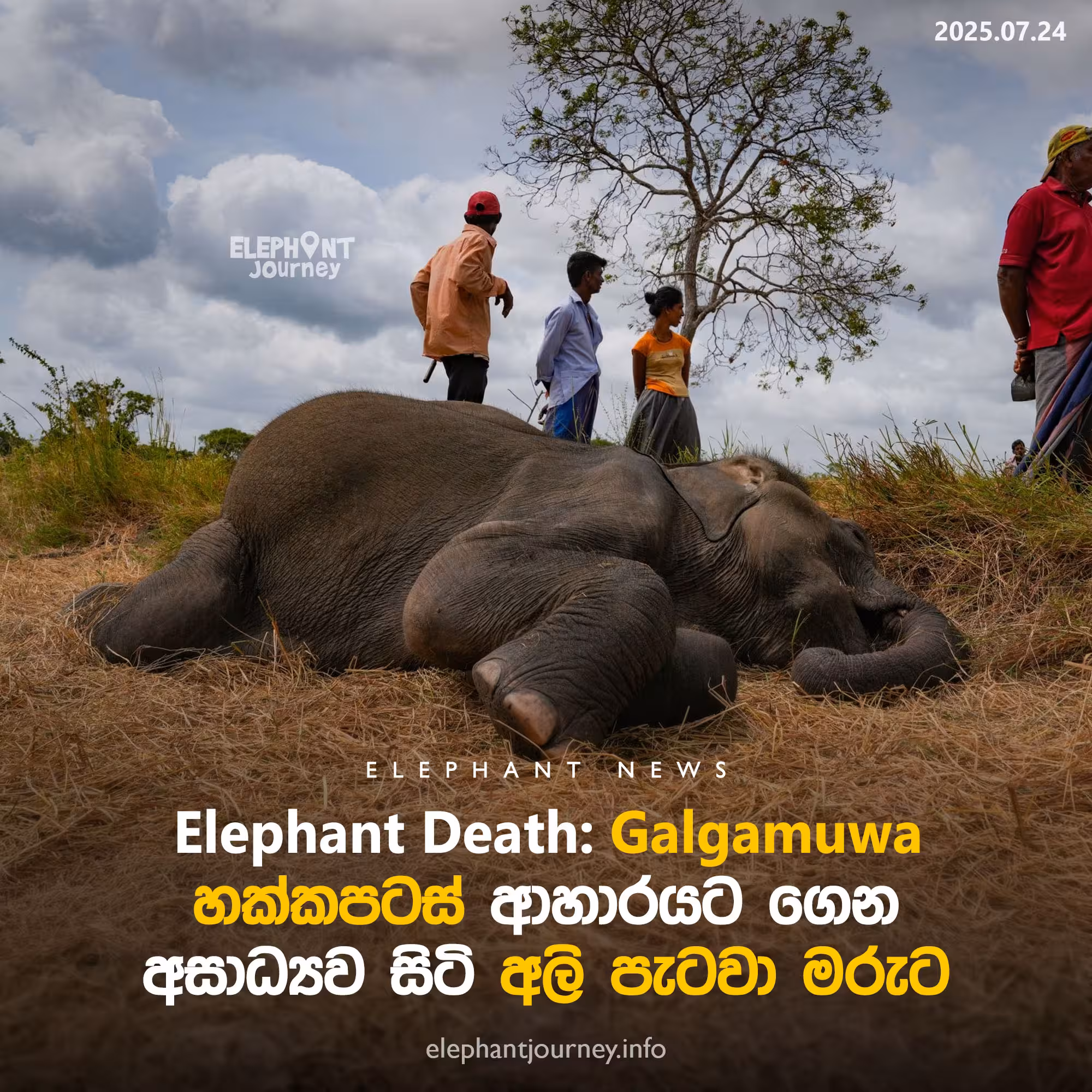 Baby elephant in Galgamuwa dies after consuming Hakka Patas