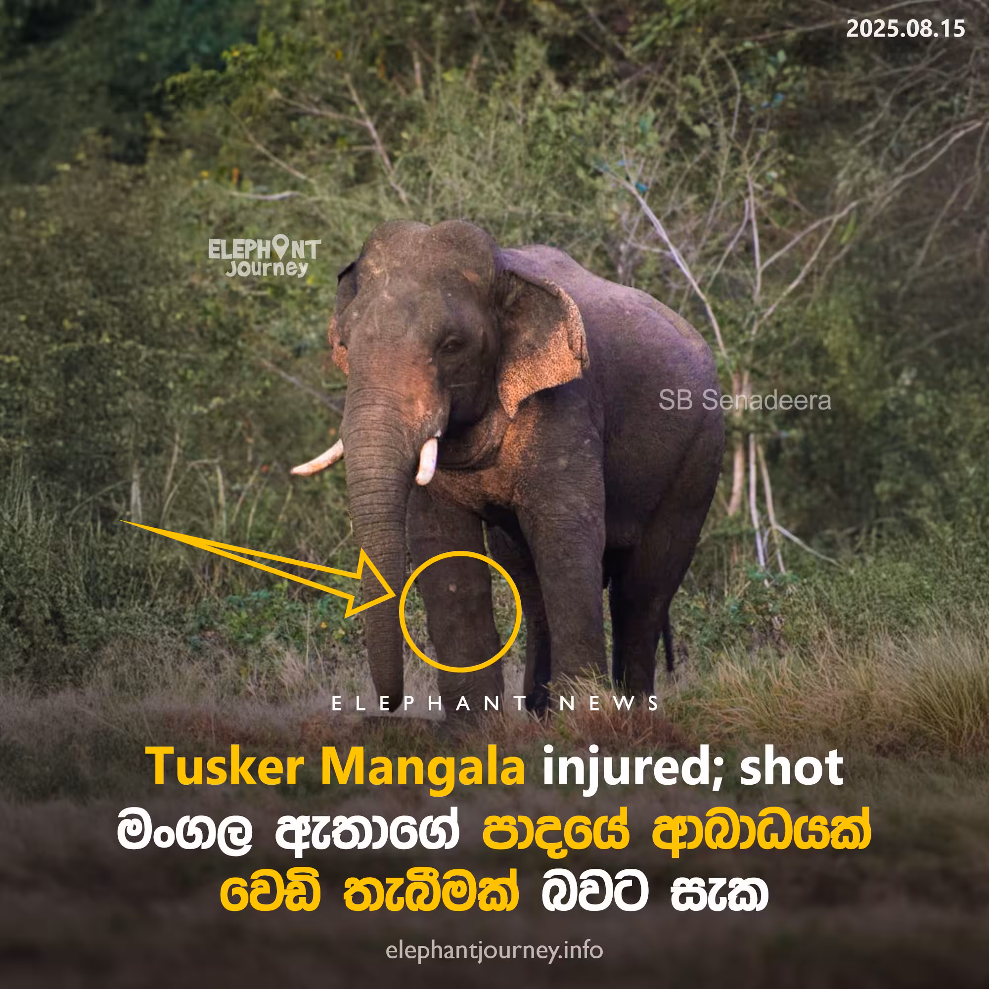 මංගල ඇතාටත් වෙඩි වැදීමෙන් පාදයේ ආබාධයකට