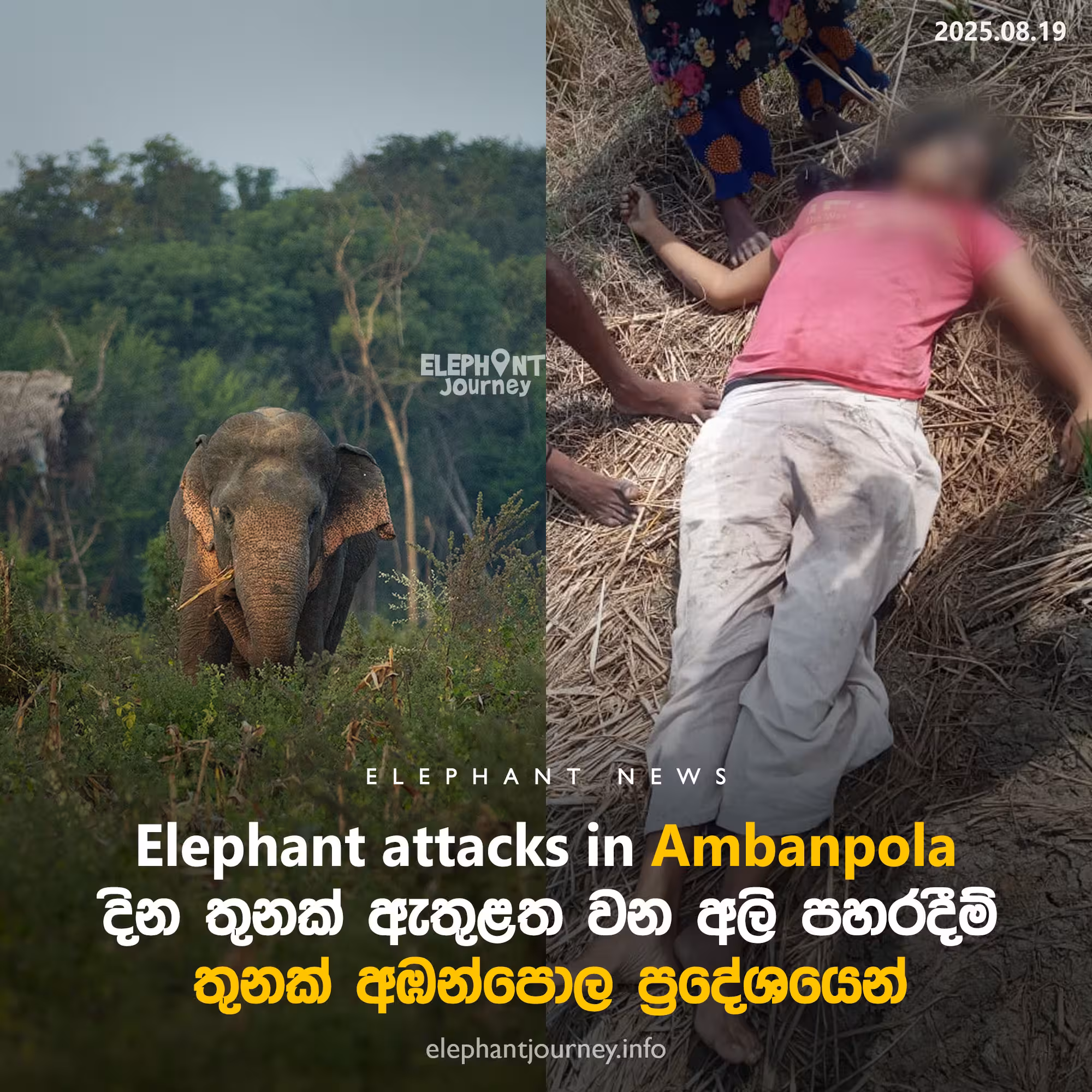 දින තුනක් ඇතුළත අඹන්පොල දී වන අලි පහරදීම් තුනක්