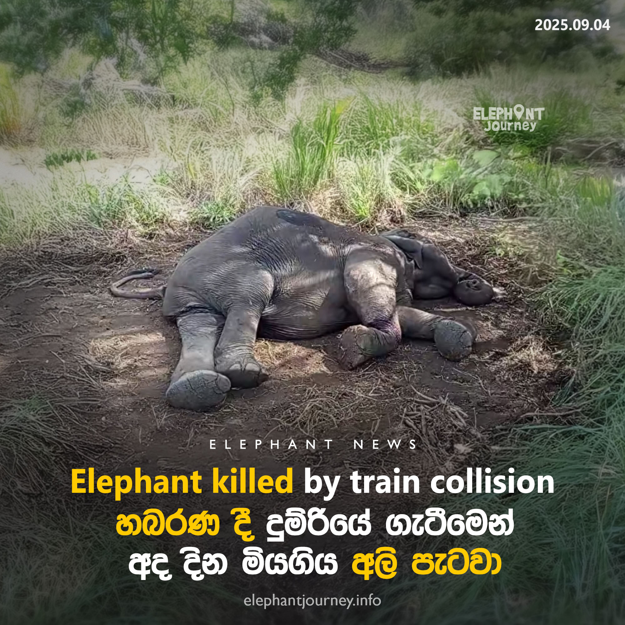 හබරණ දී ඊයේ රාත්‍රියේ දුම්රියේ ගැටී මිය ගිය අලි පැටවා