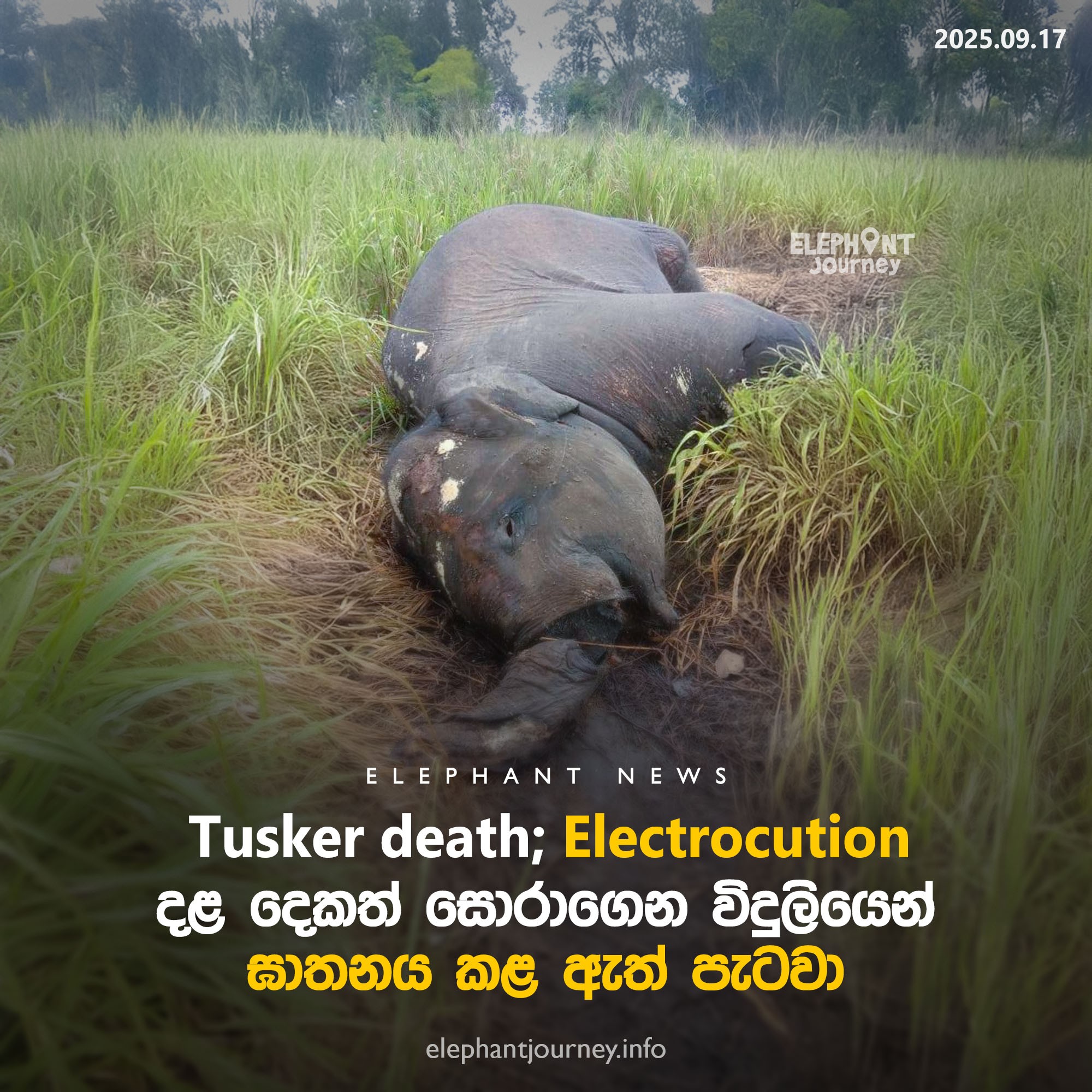 පුළුස්සා දළත් සොරාගෙන විදුලියෙන් ඝාතනය කළ තන්තිරිමලේ ඇත් පැටවා