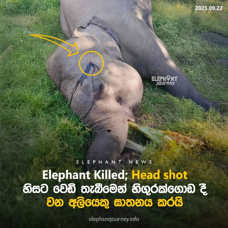 හිසට වෙඩි තැබීමෙන් හිඟුරක්ගොඩ දී අලියෙක් ඝාතනය කරයි