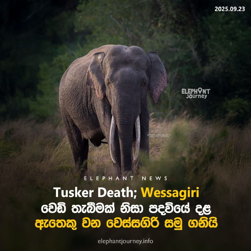 Another majestic tusker lost to the nation