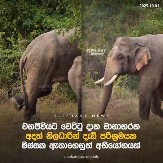 Treating Manabharana Becomes a Challenge for Wildlife Officials…