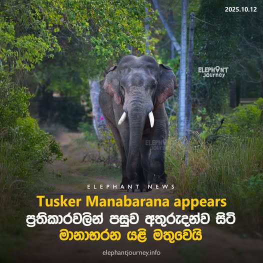 Missing elephant Manabharana reappears in Getadivula — now recovering!