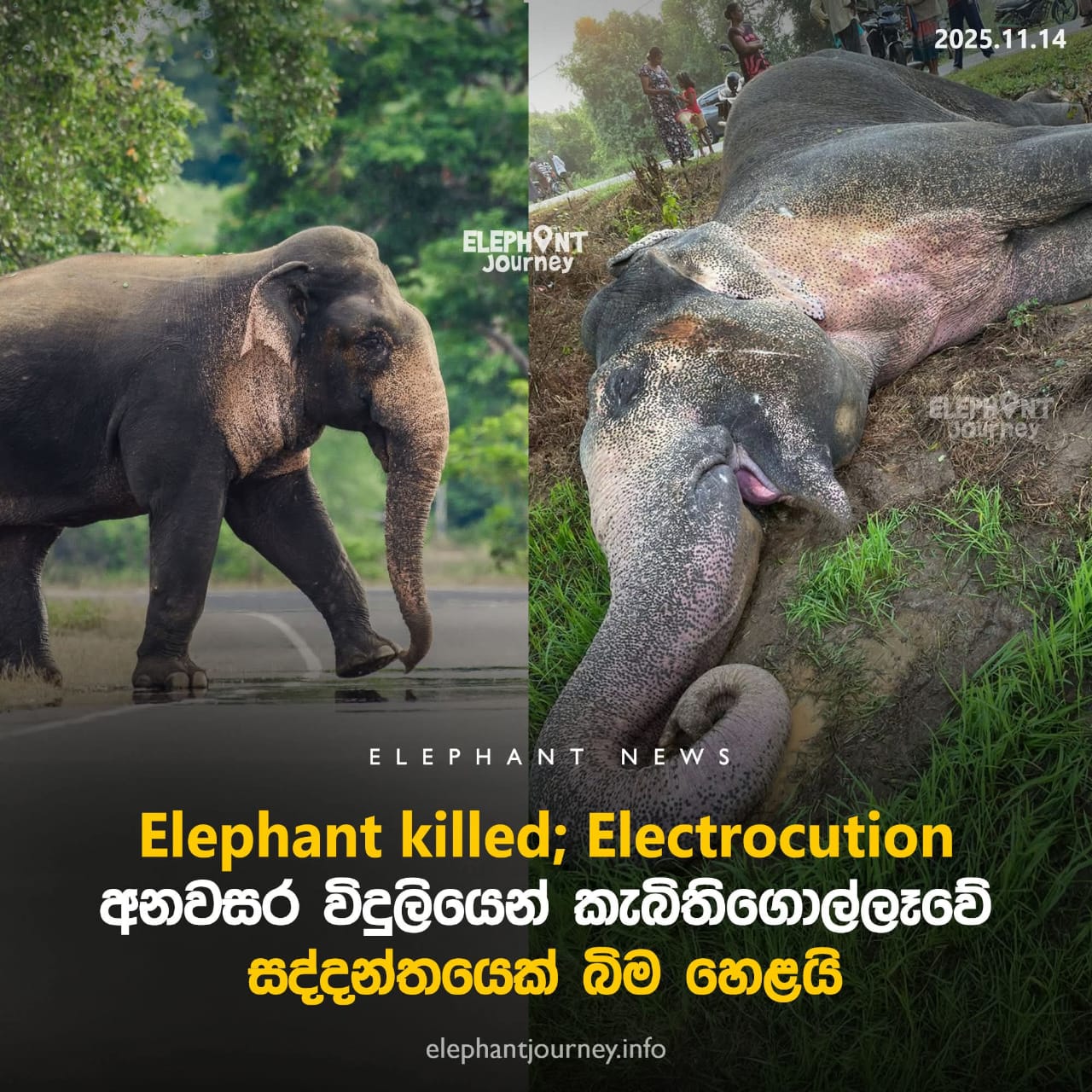 A roaming wild elephant in Kebitigollewa killed by an illegal electric wire
