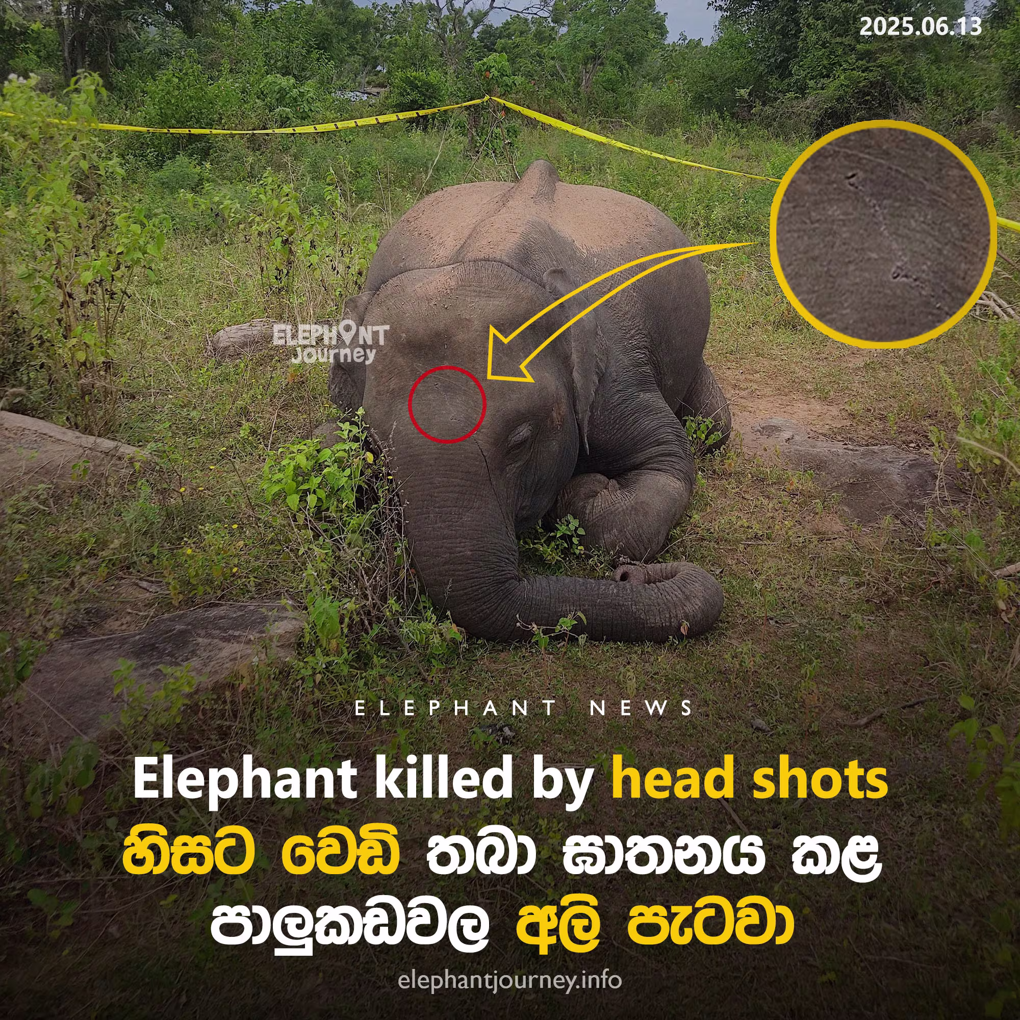 Elephant Shot in the Head by Skilled Poacher in Kurundewa