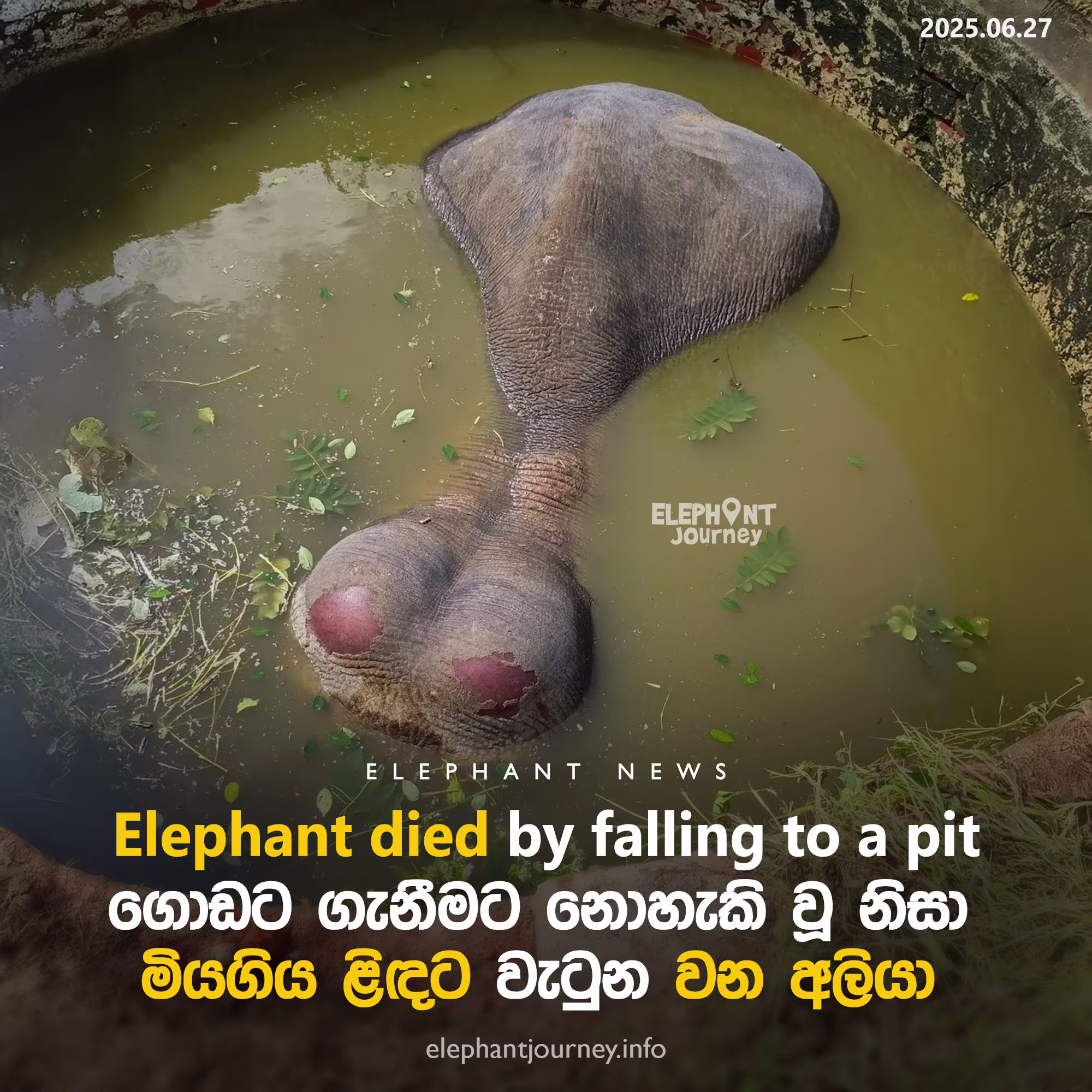 Elephant Dies After Falling into Well in Galkadawala