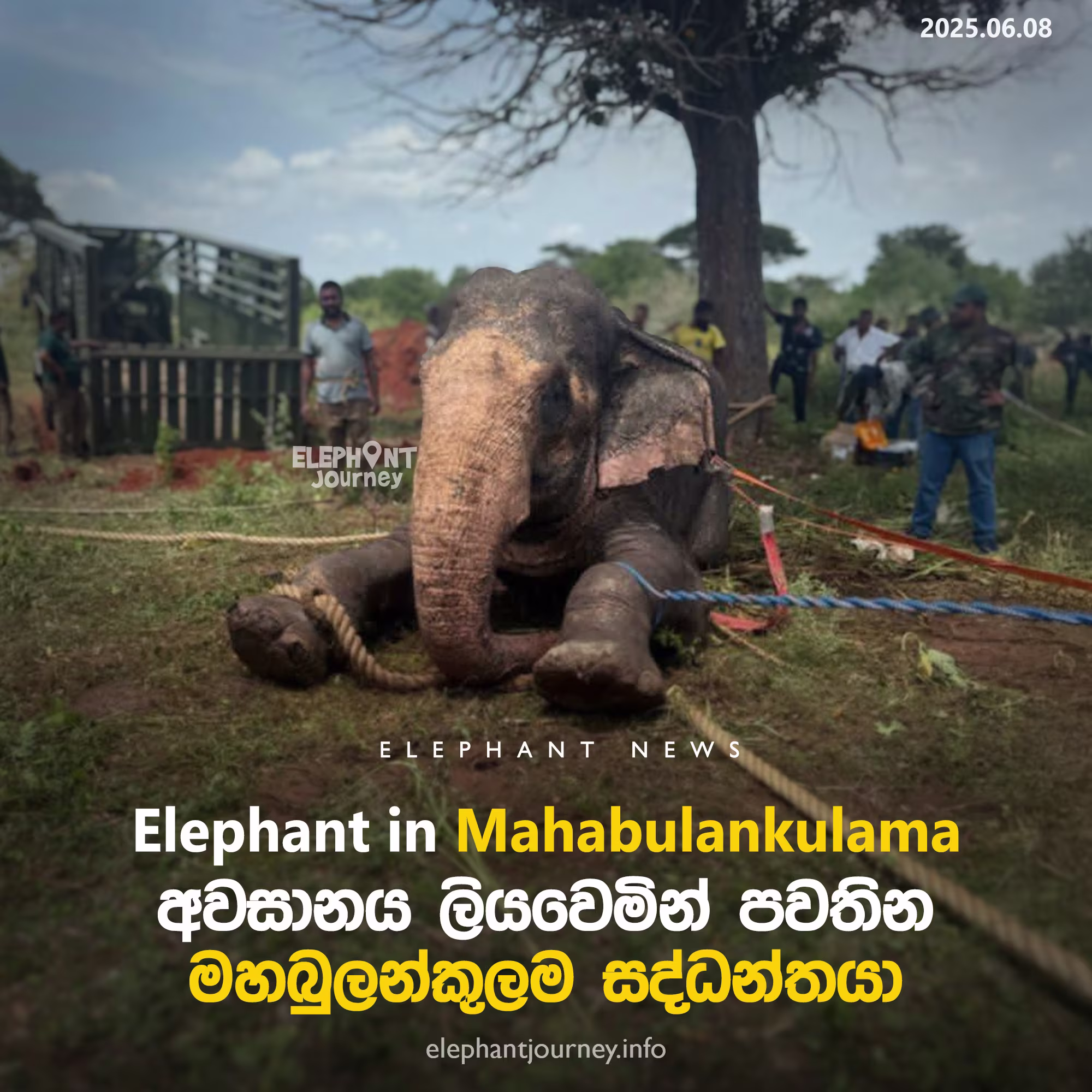 අවසානය ලියවෙමින් පවතින මහබුලන්කුලම අලියා