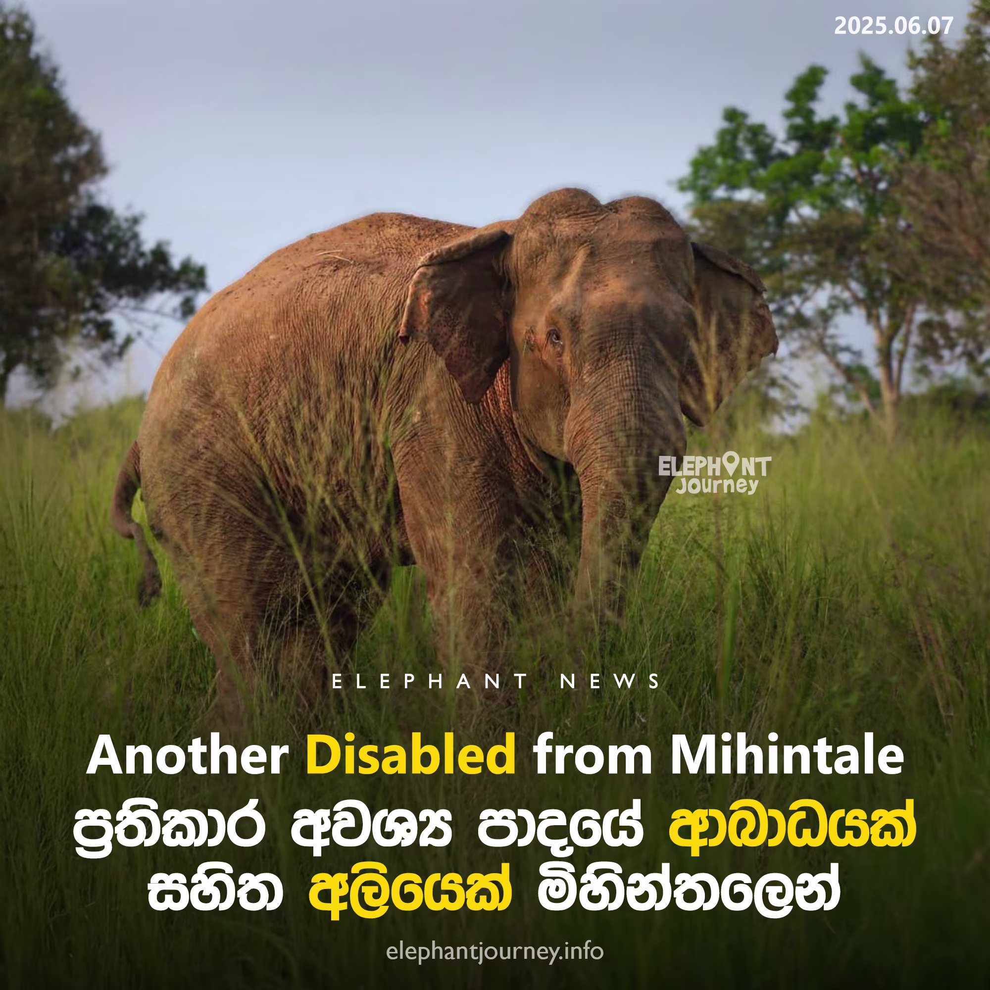 Injured Elephant Spotted in Mihintale’s Thammennawa Area