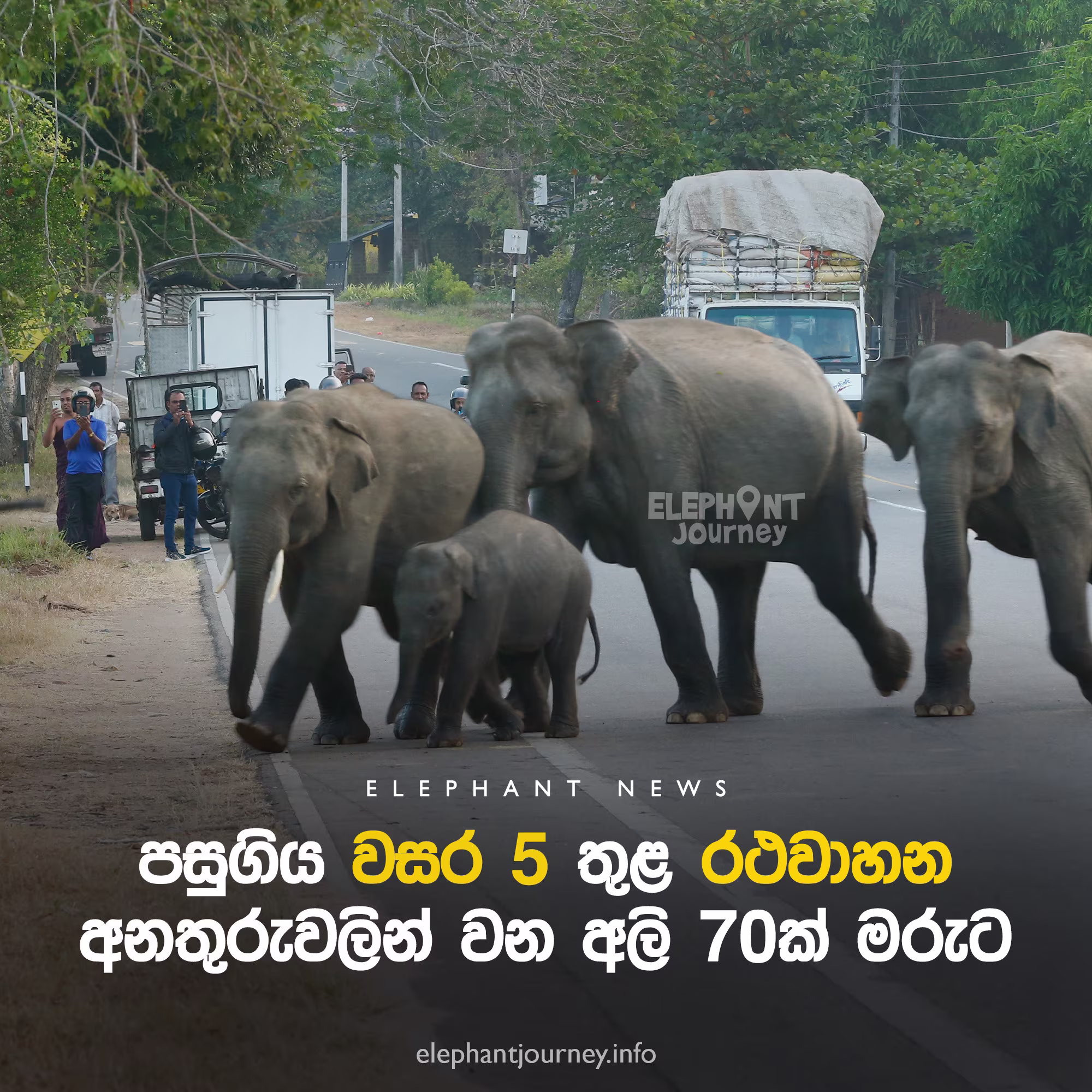 පසුගිය වසර 5ට රථවාහන අනතුරුවලින් වන අලි 70ක් මරුට