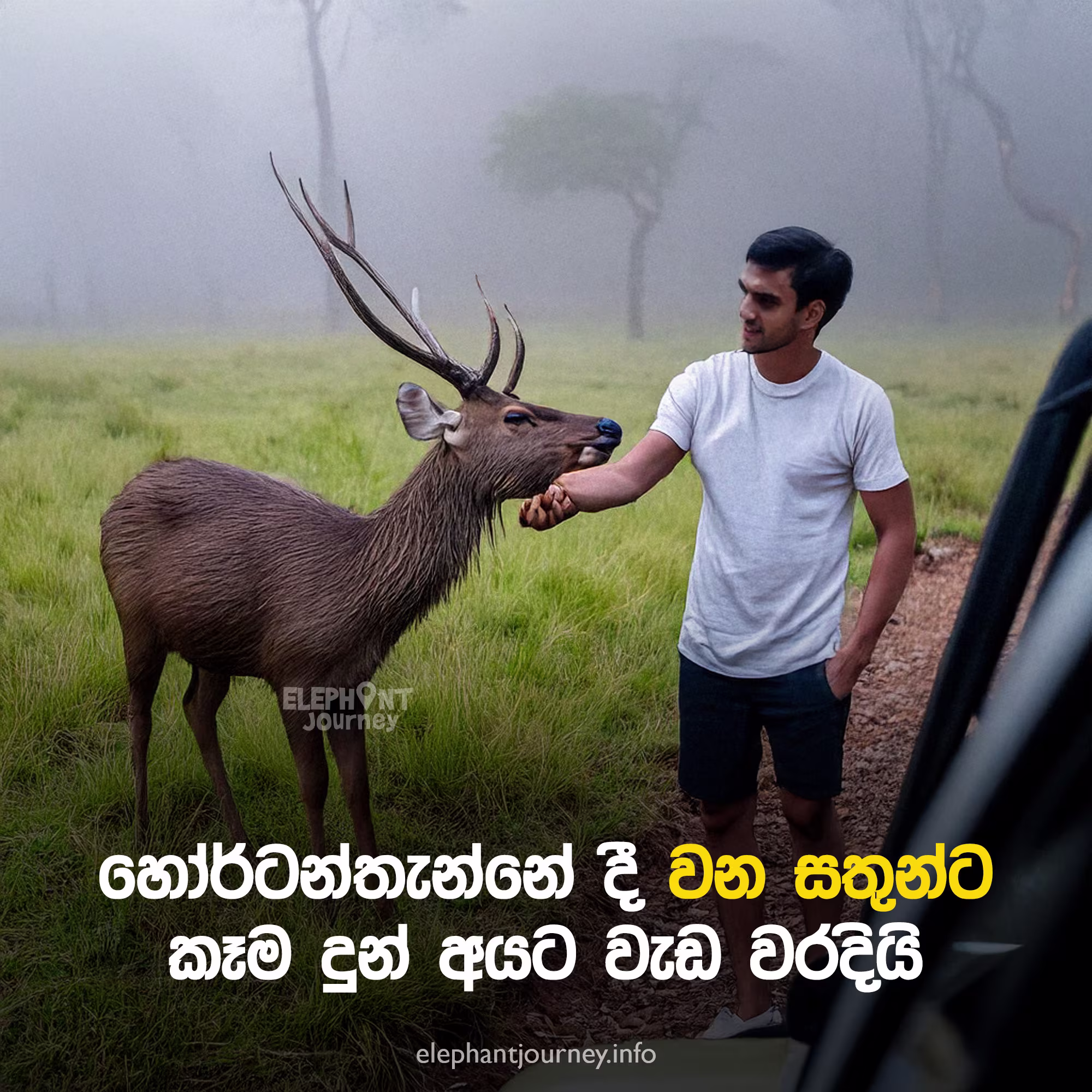 හෝර්ටන්තැන්නේදී වන සතුන්ට කෑම දුන් අයට වැඩ වරදී