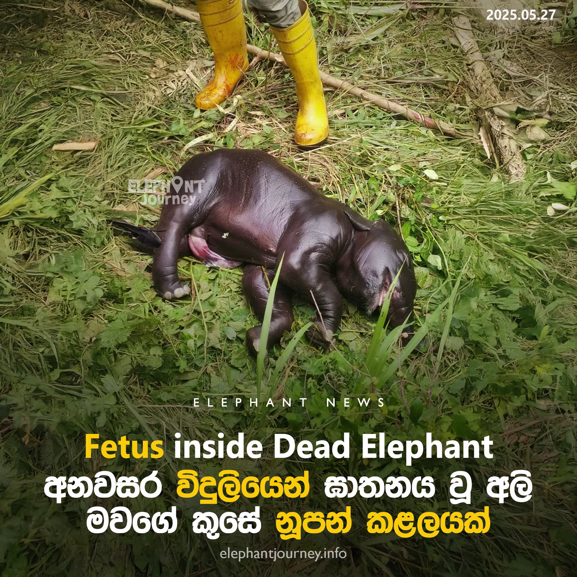 අඹන්පොලදී අනවසර විදුලියෙන් අලි මරණයක්; Elephant dies with Eletrocution in Ambanpola, Sri Lanka
