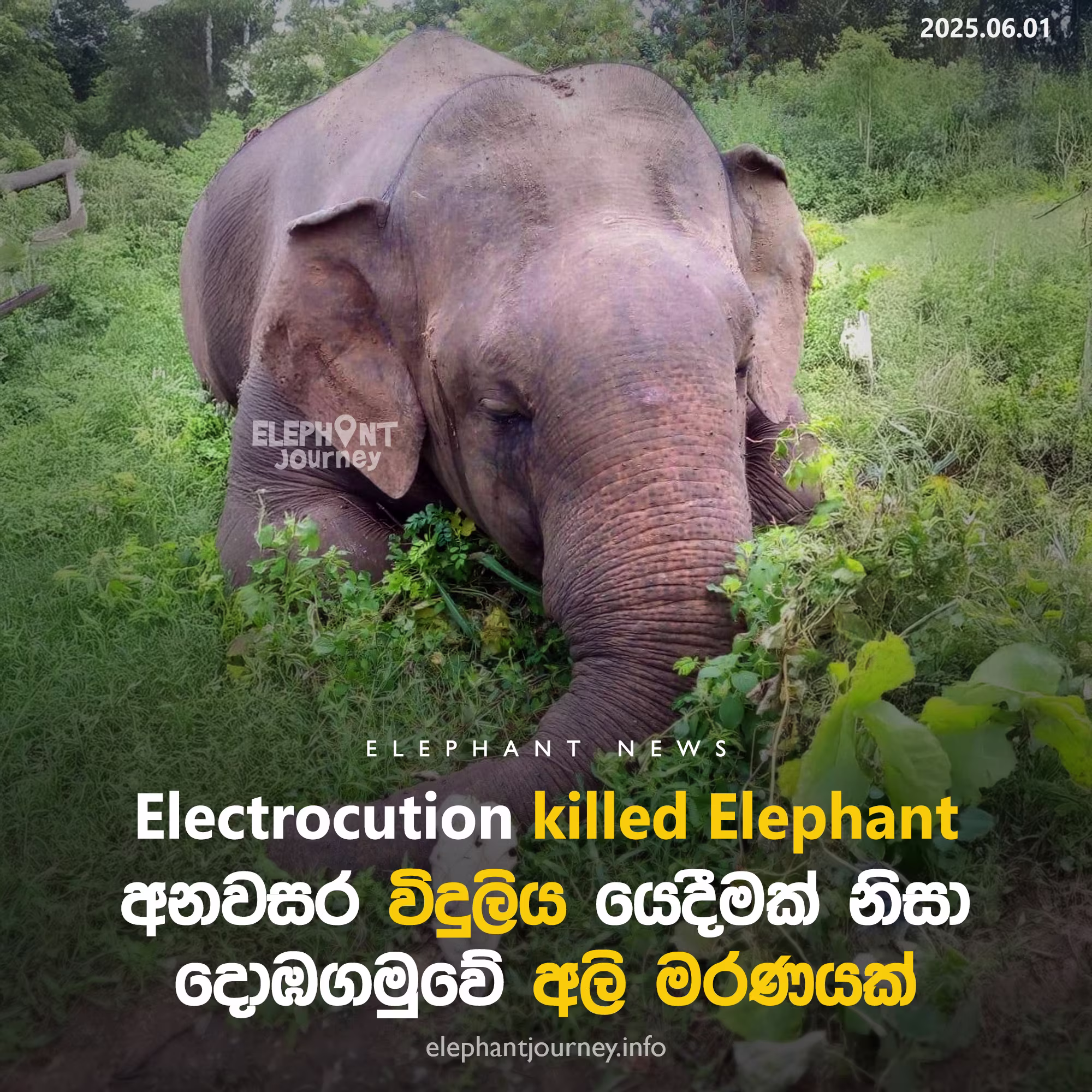 අනවසර විදුලියෙන් දොඹගමුවේ අලි මරණයක්