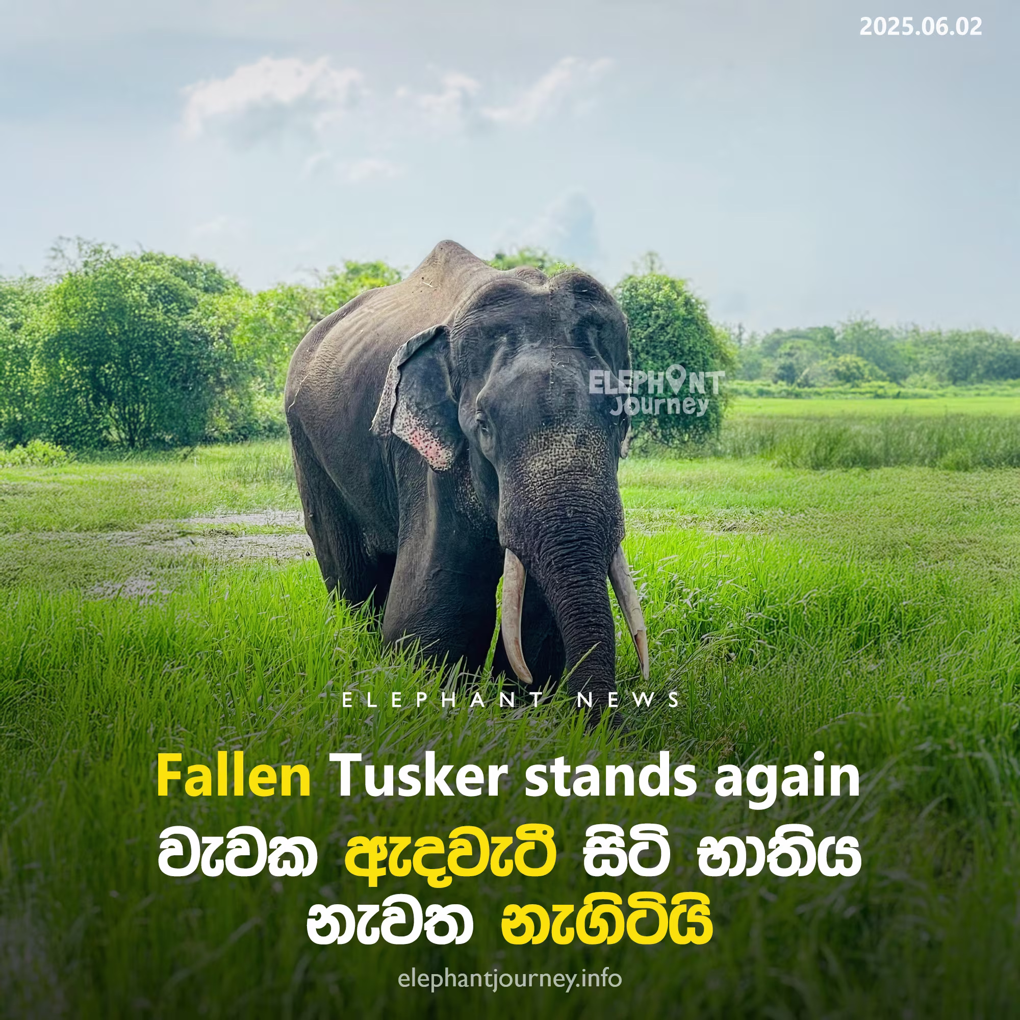 Successful Rescue and Treatment of Injured Elephant in Ambanpola