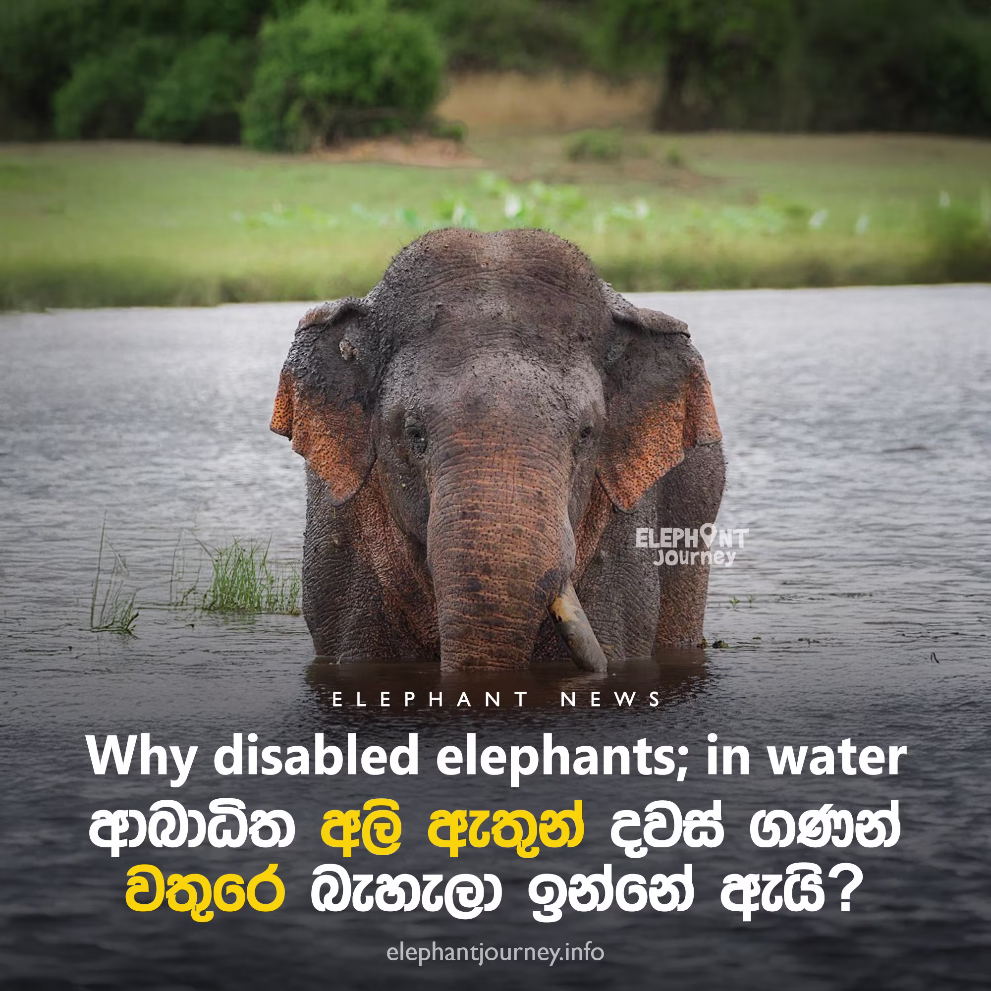 ආබාධිත අලි ඇතුන් ජලයට වී සිටින්නේ ඇයි?