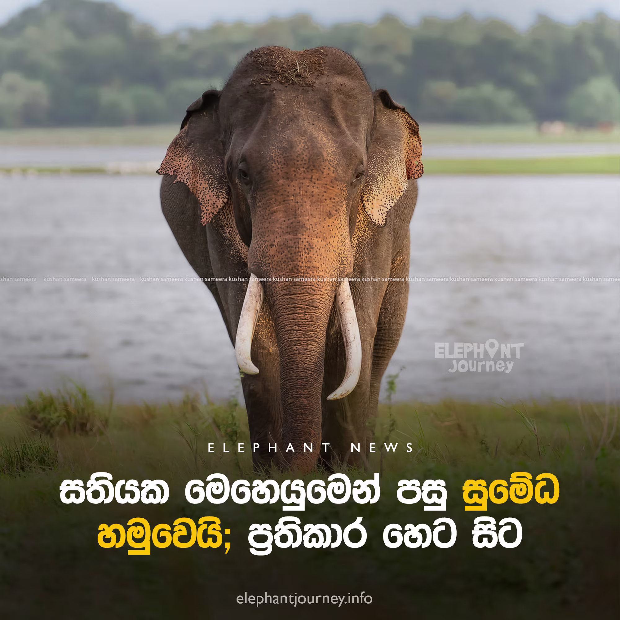 Sumedha Found Safe with Elephants in Maradankadawala Area