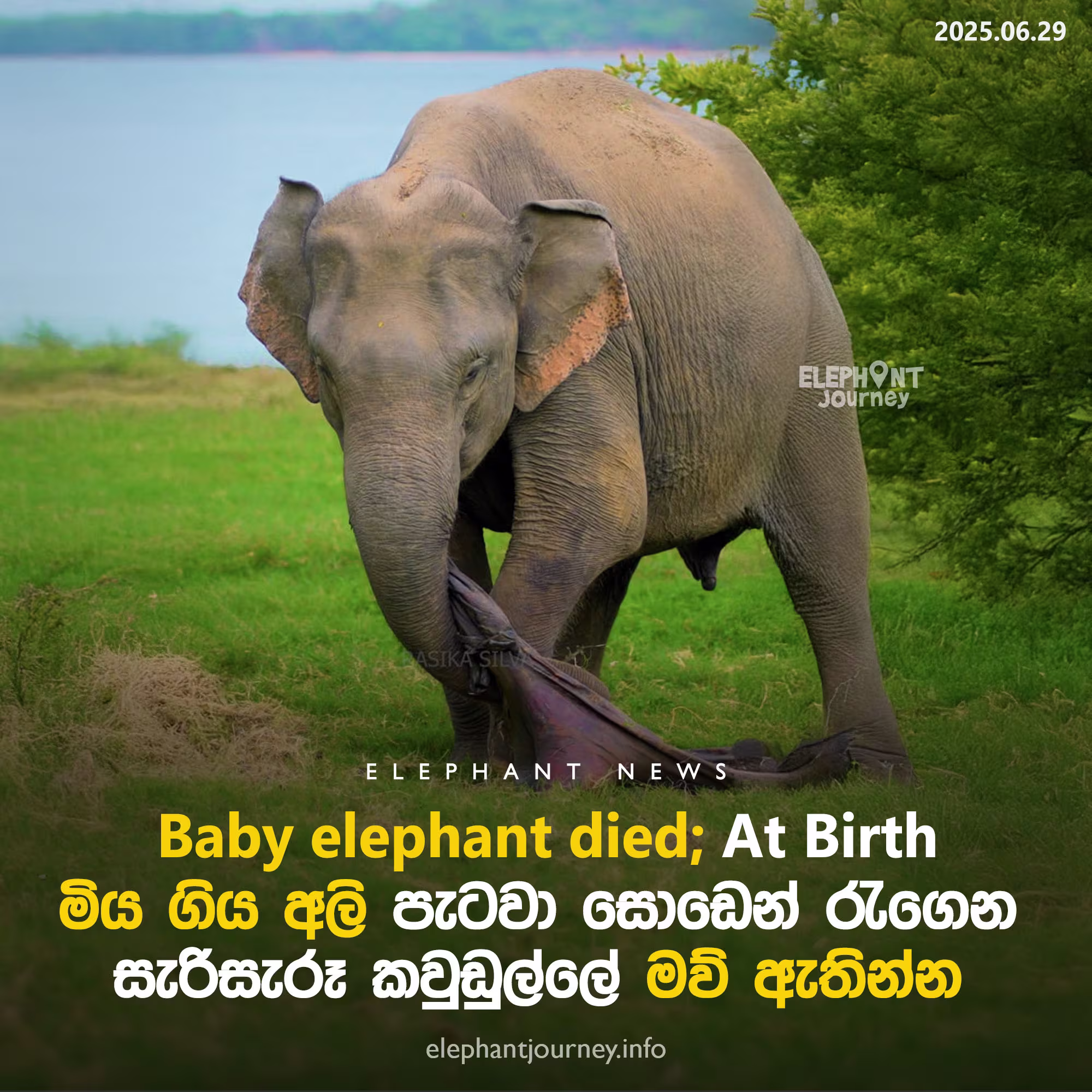 Mother Elephant Carries Dead Calf in Kaudulla National Park