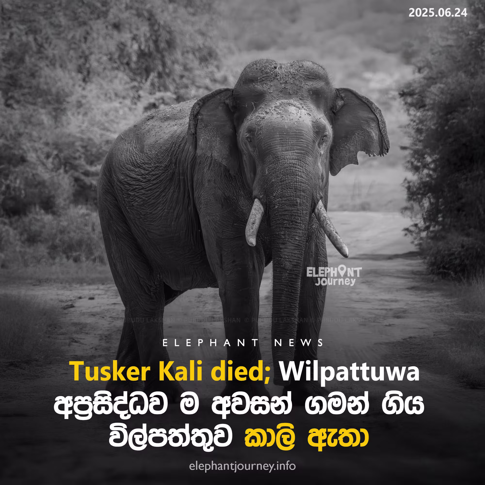 අප්‍රසිද්ධව ම මිය ගිය විල්පත්තුව කාලි ඇතා