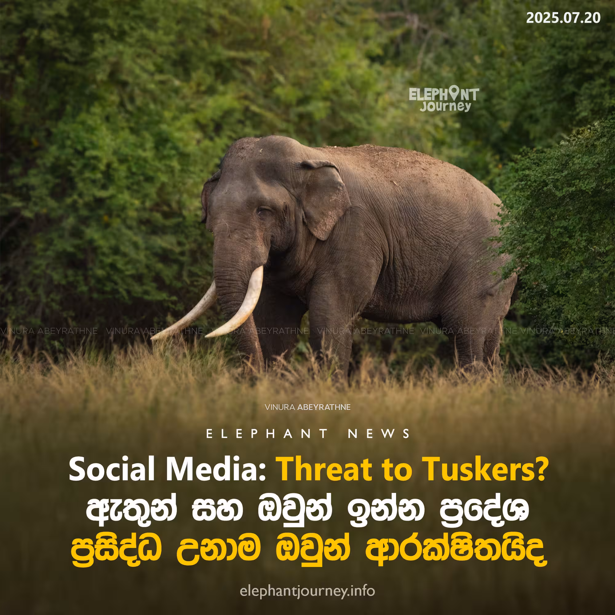 ඇතුන් සහ ඔවුන් ඉන්න ප්‍රදේශ ප්‍රසිද්ධ උනාම ඔවුන් ආරක්ෂිතද?