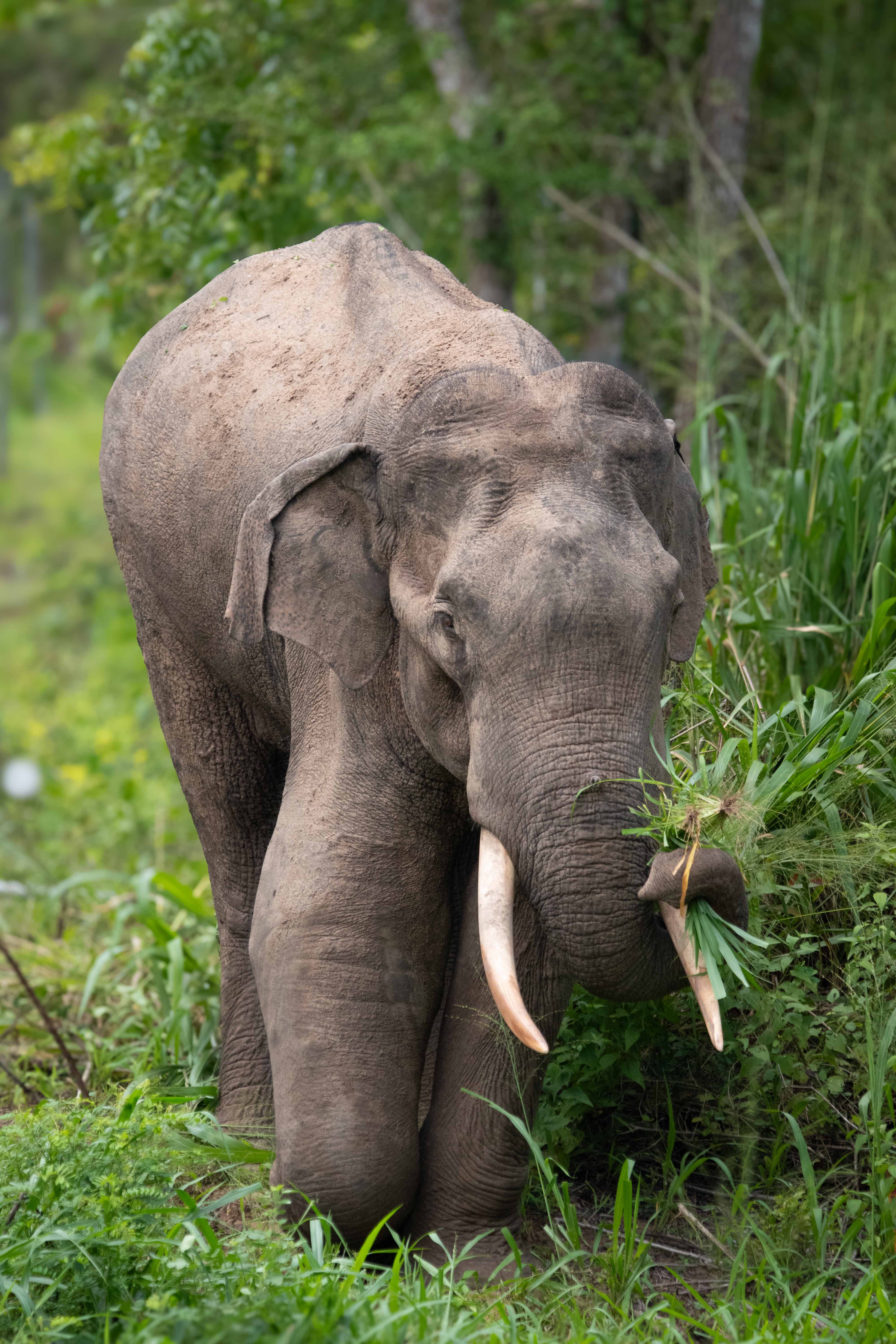 Bathiya Found with Disabled Leg