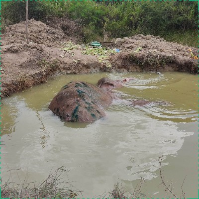 Army and Veterinary Team Join Rescue