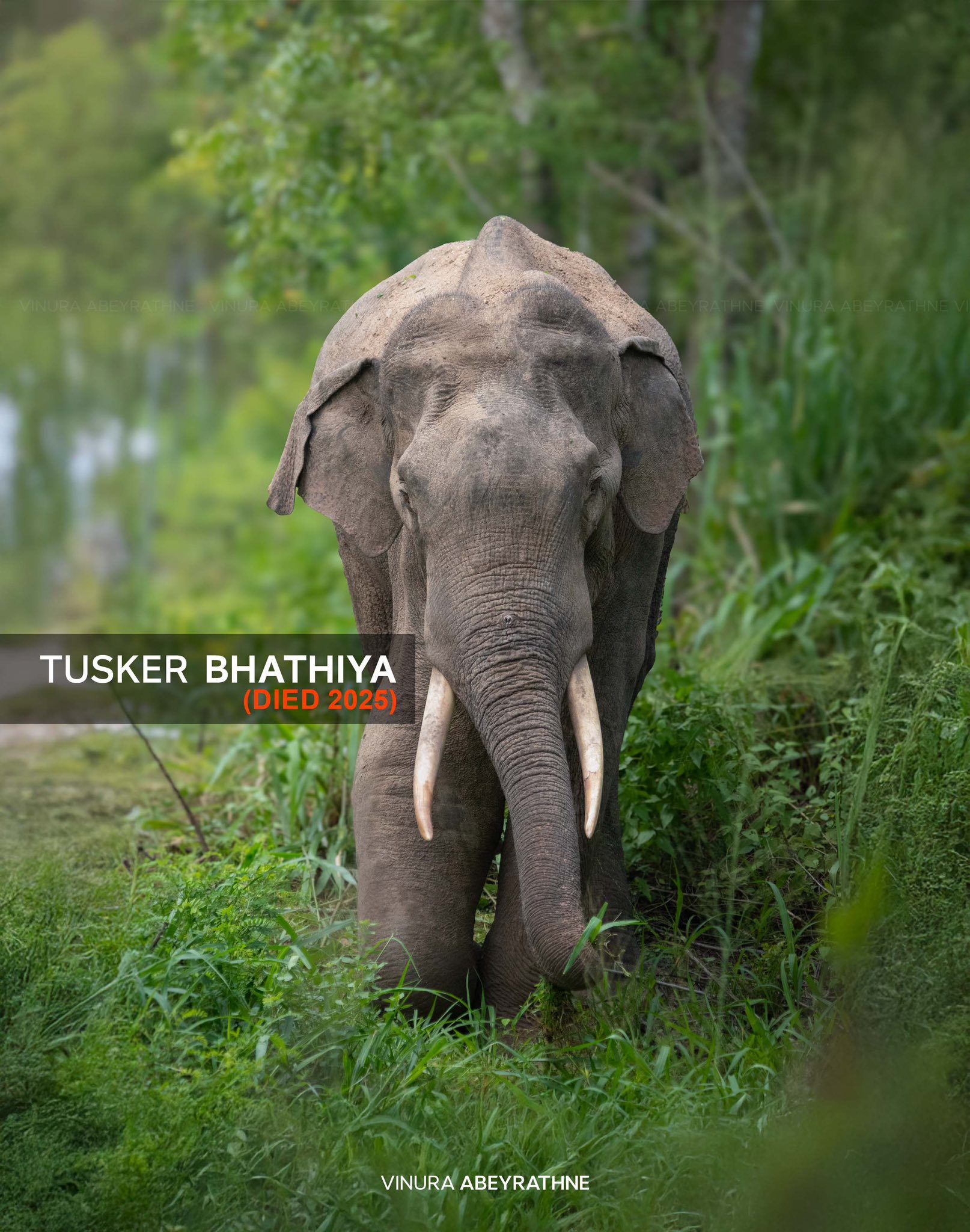 Tusker Bathiya