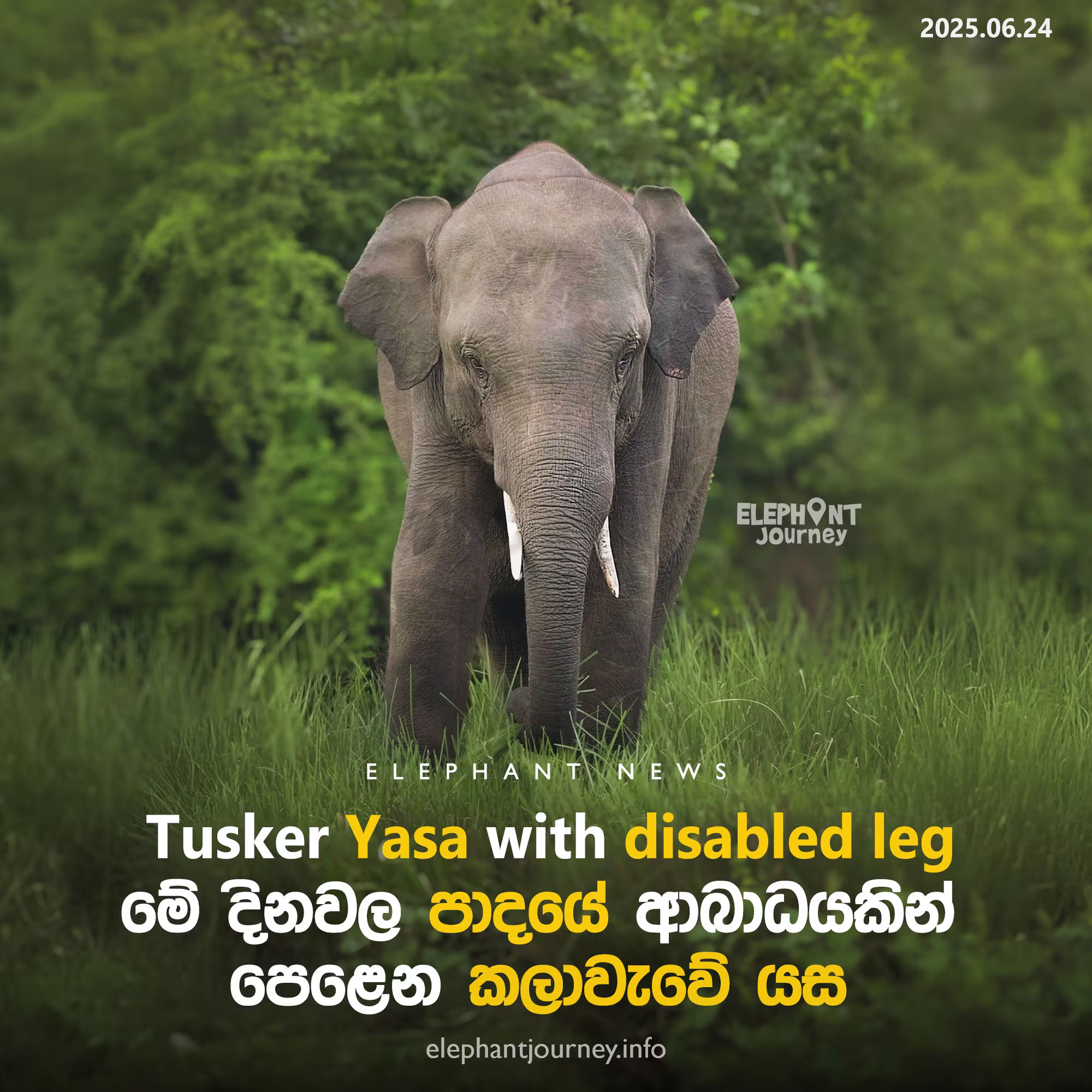 Yasa the Elephant Suffers Gunshot Injury to Hind Leg Near Kala Wewa