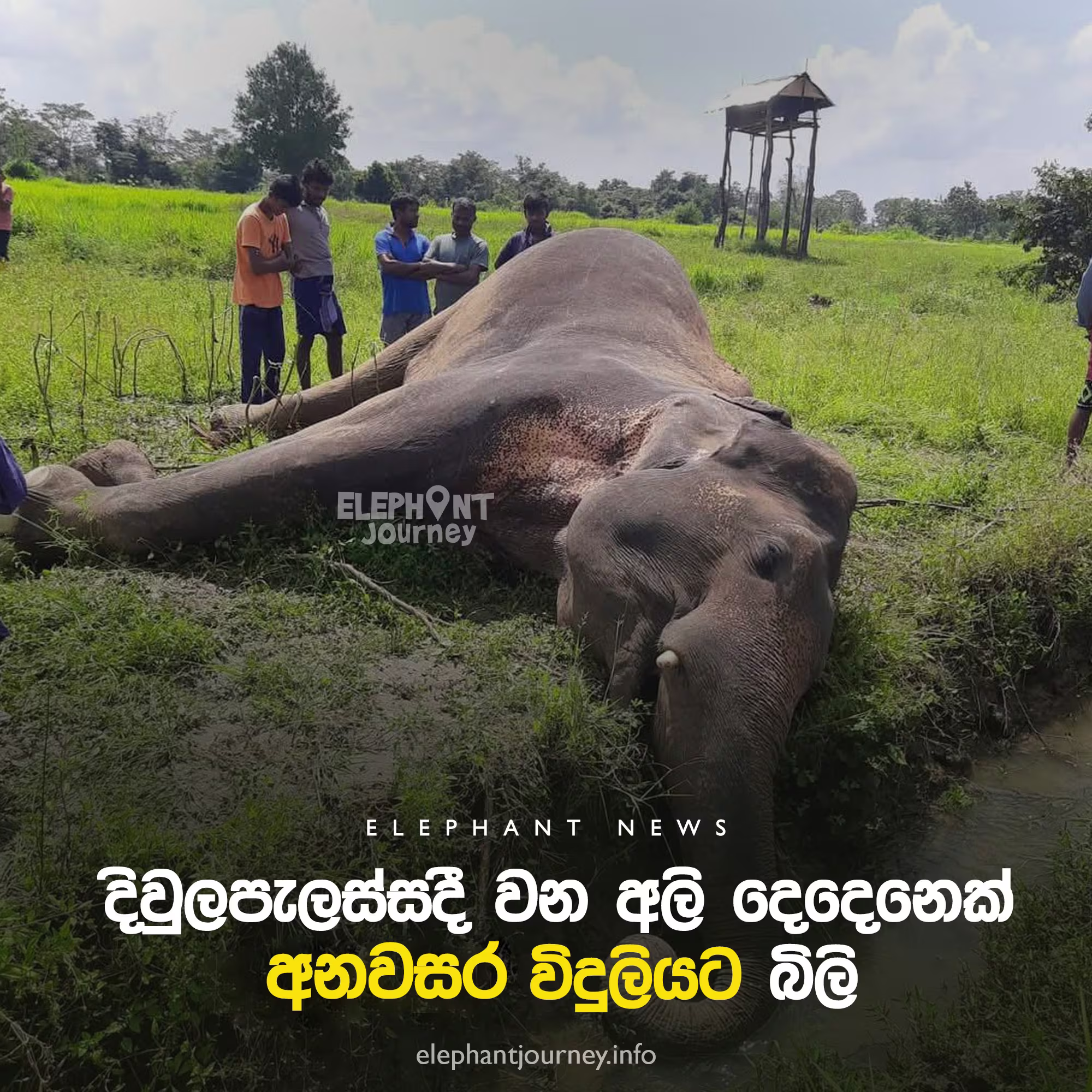Two Wild Elephants Electrocuted in Diwulapelessa