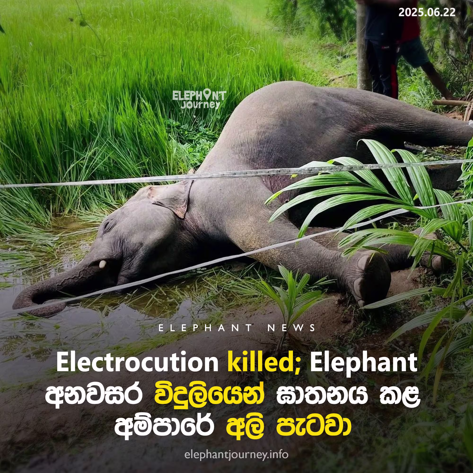 Young Elephant Electrocuted in Hingurana, Ampara