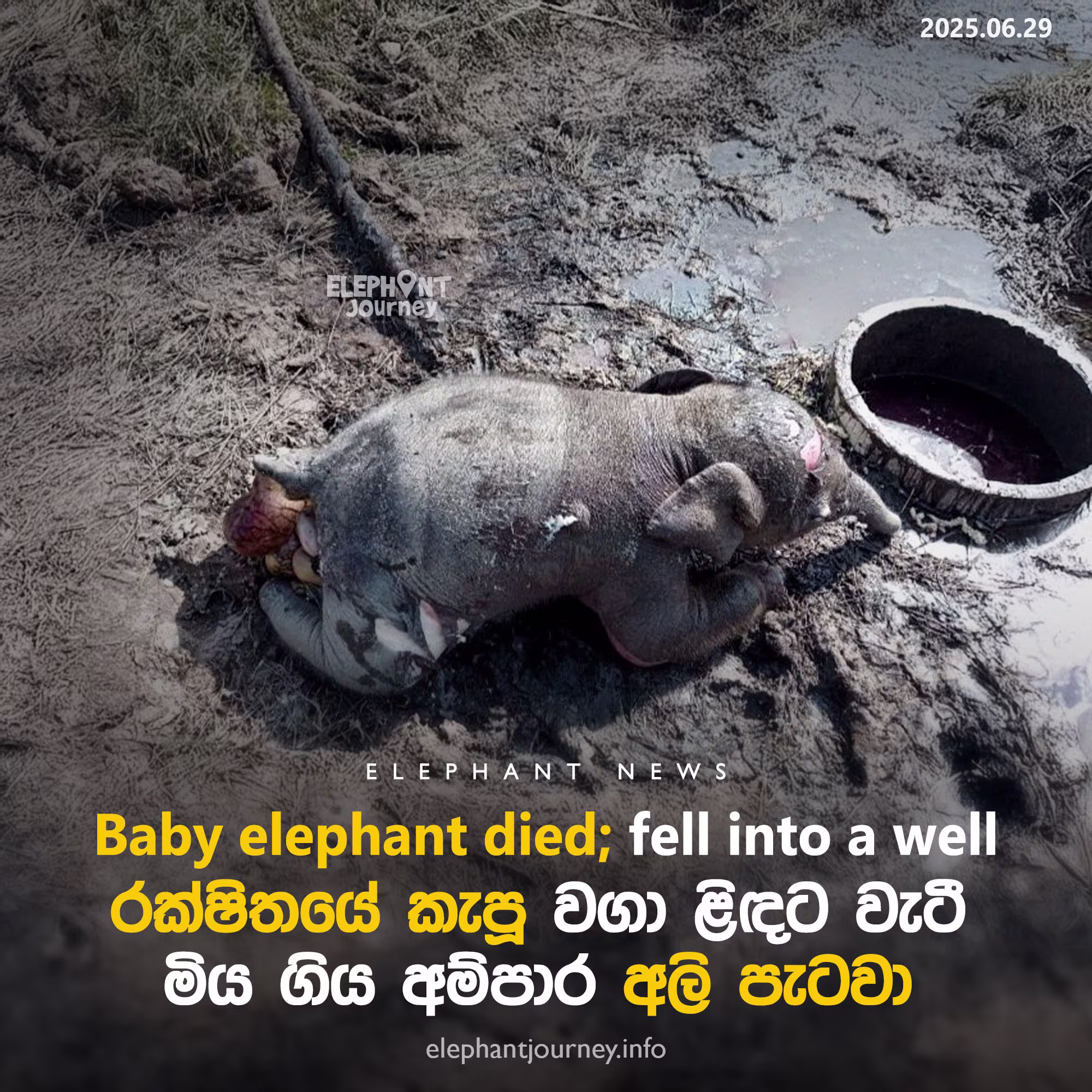 රක්ෂිතයේ වගා ළිඳට වැටී මිය ගිය අම්පාර අලි පැටවා