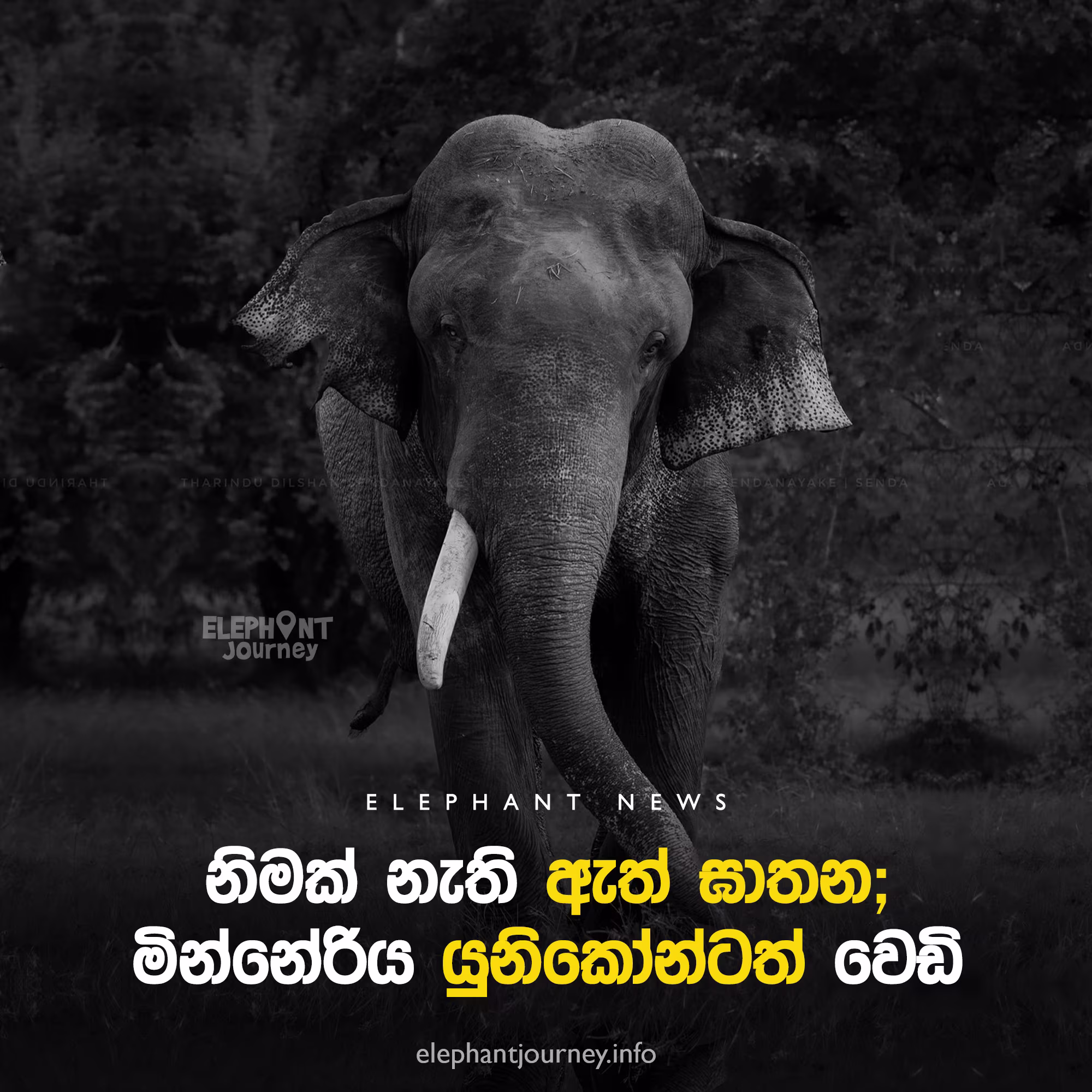 Minneriya’s Famous ‘Unicorn’ Elephant Found Dead in Katukeleya Reserve